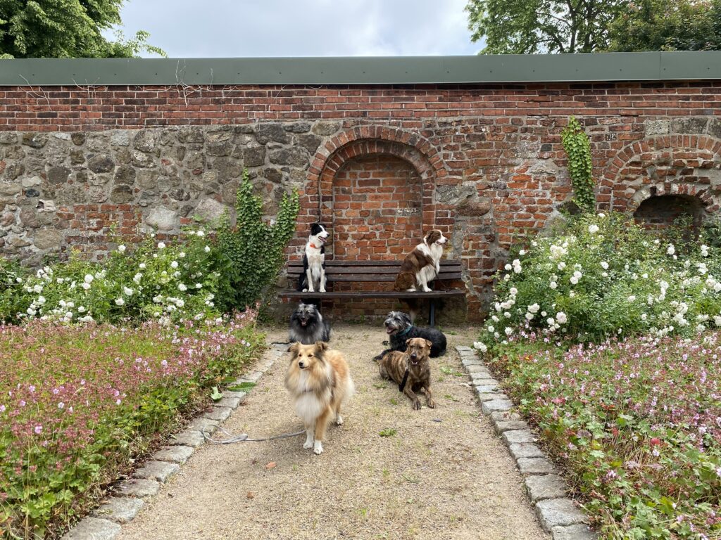 Verschiedene Hunde stehen, liegen und sitzen vor einer Mauer auf einem Sandweg. Rechts und links davon sind Blumenbeete.