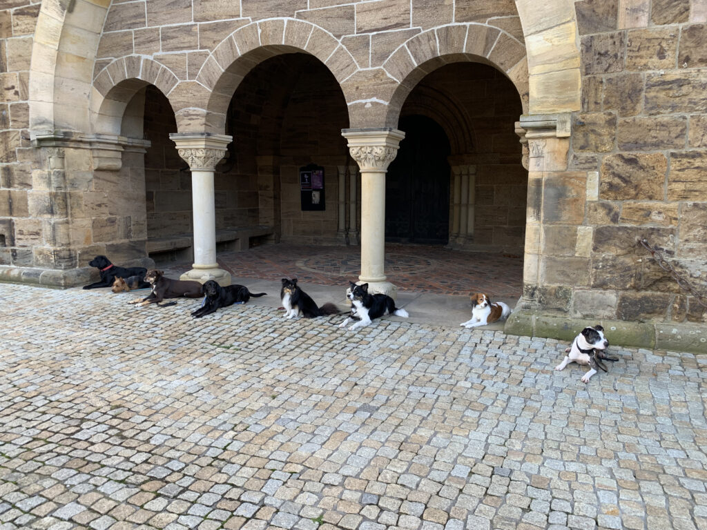 Acht Hunde liegen vor einem Kircheneingang.